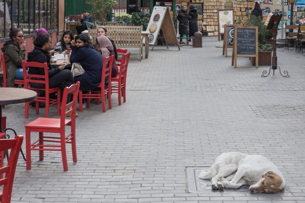 Toulaví psi v Tbilisi city center